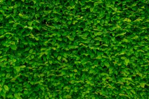 Close-up of a lush green leafy wall creating a vibrant natural pattern.